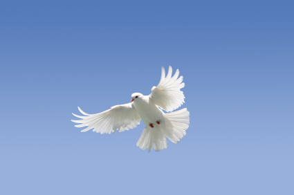 Dove: emblem of the Holy Spirit